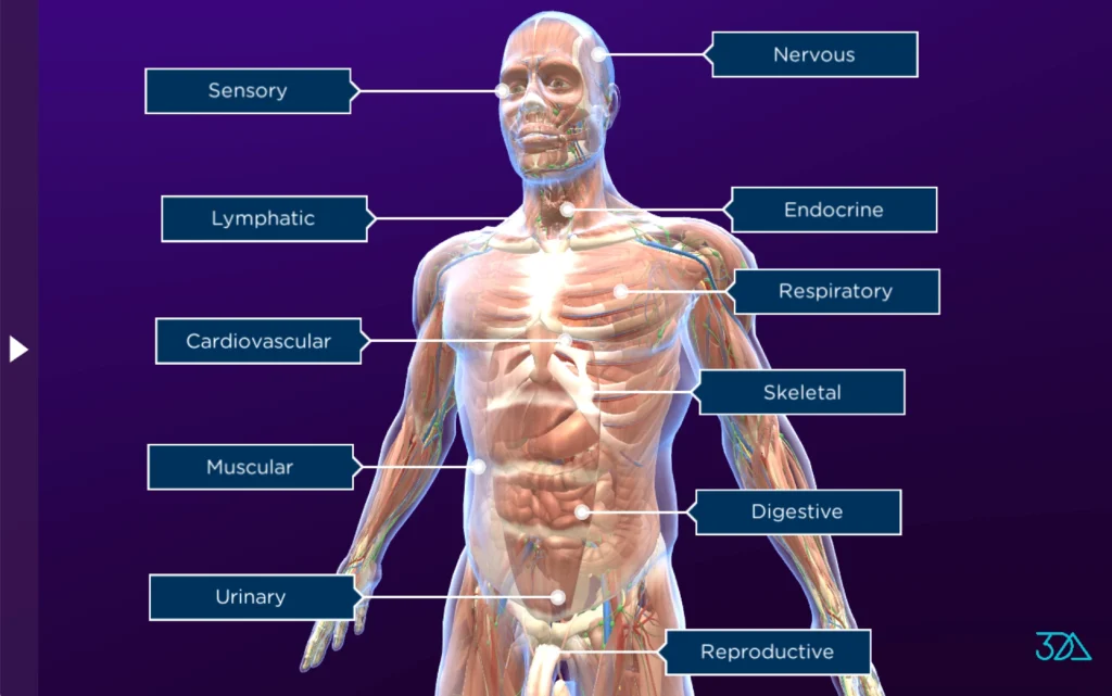 3D Anatomica